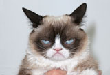 Grumpy cat!